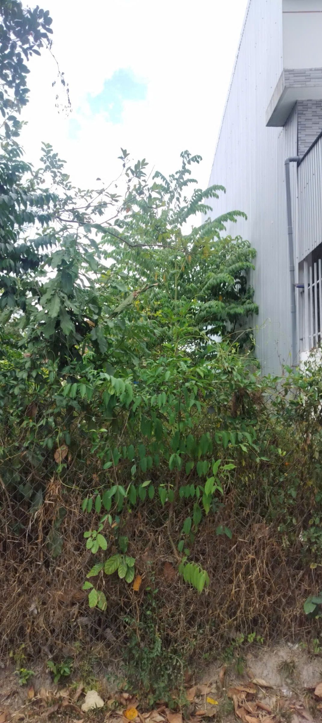 Bán nhanh lô hẻm 262 hoàng hoa thám ngang 6,5 dài 20 nở hậu 7m giá 600 bớt ít , Hộ Khẩu nghĩa lộ