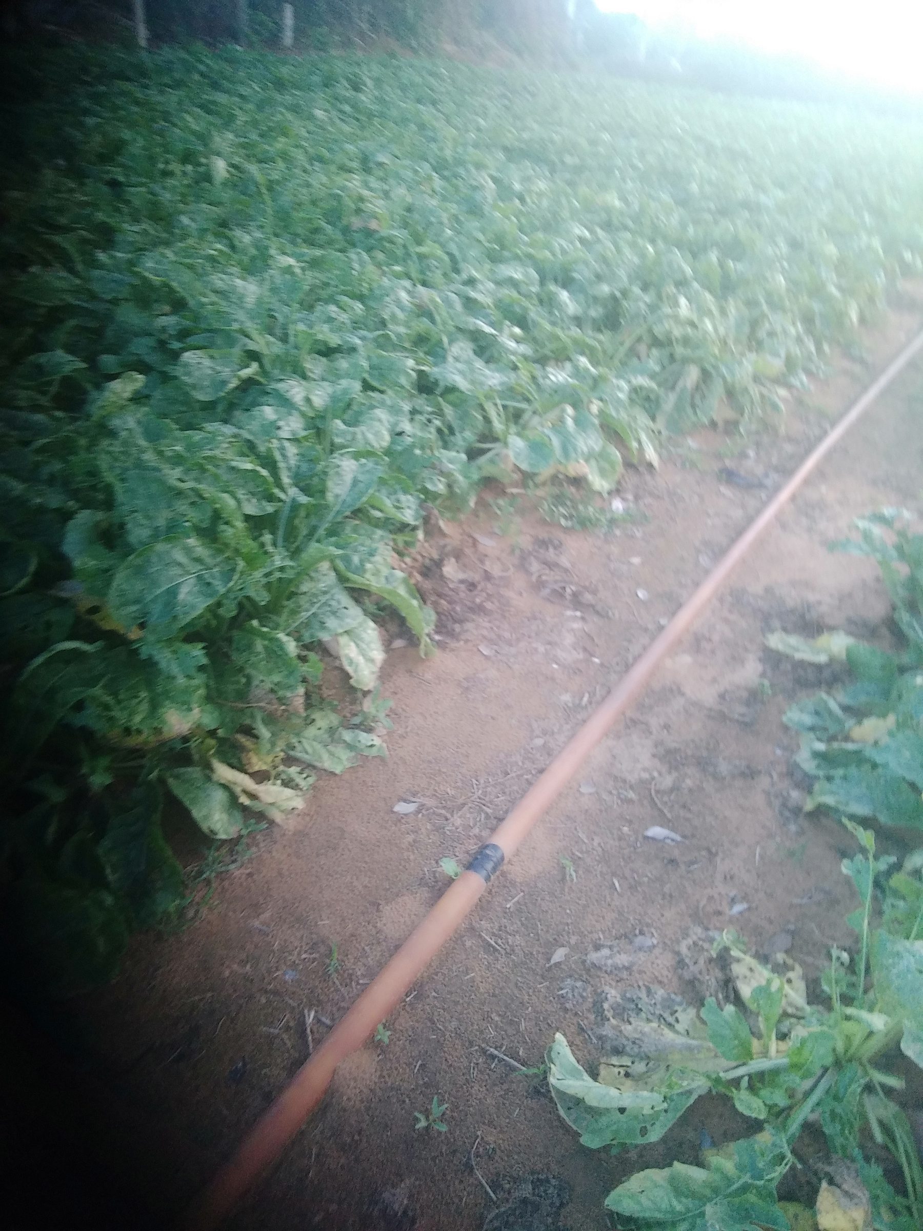 Đất nông nghiệp diện tích là 1300 m2 , đường bê tông xe máy cày,xe hơi,xe tải 1,2 tấn ra vào OK . Cách trường học 600 m gần chợ dân cư đang bất đầu xây dựng nhà gần đó rất nhiều tương lai dân cư sẽ rất là đông đúc.