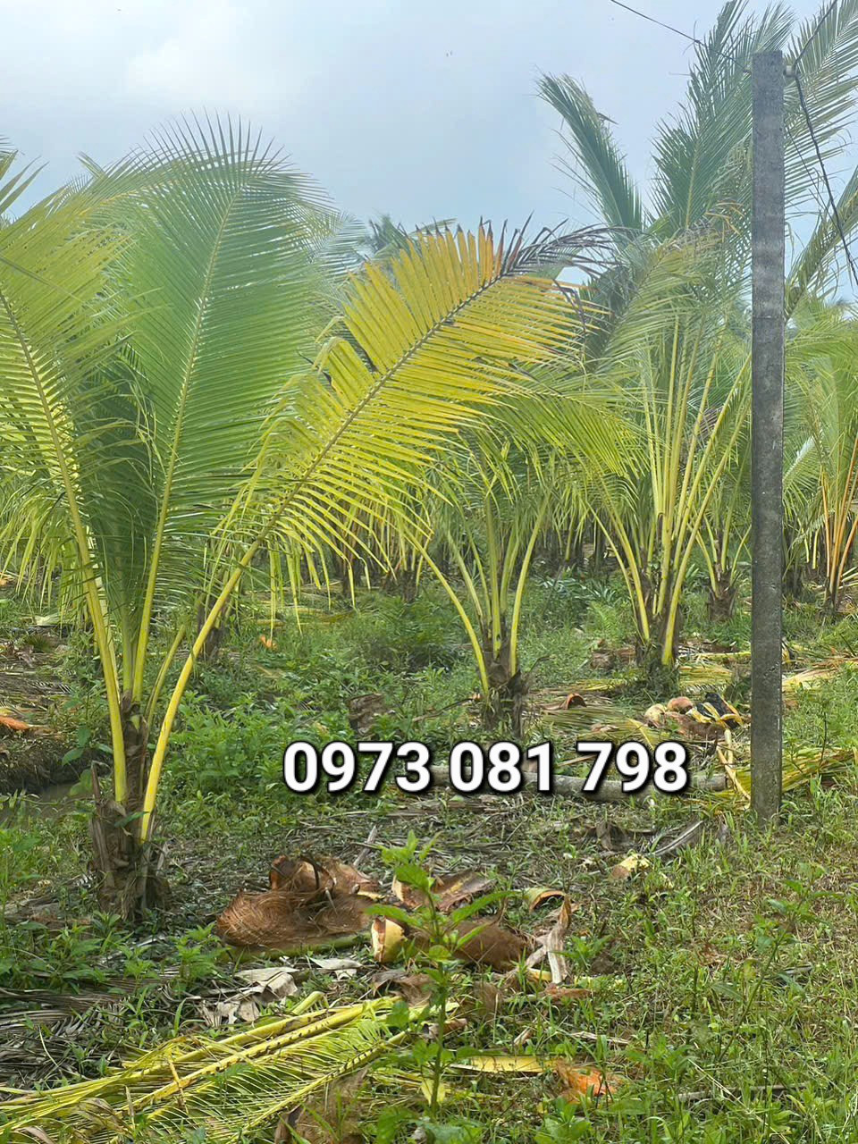 Bán đất vườn dừa 2 mặt đường.