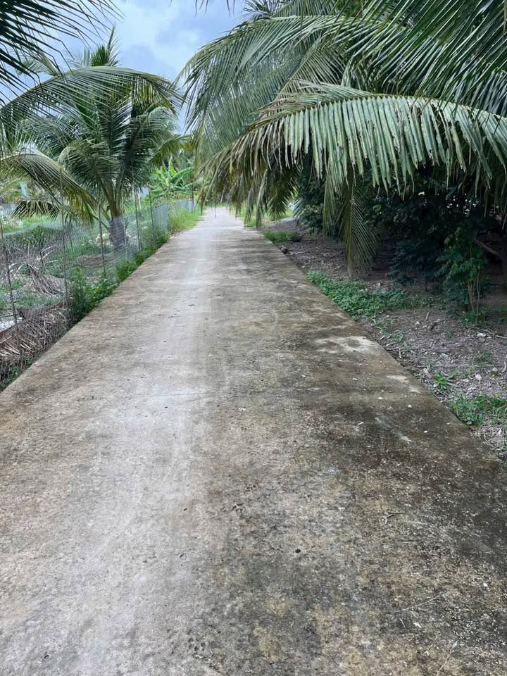 Bán đất Phước Mỹ Trung, Vĩnh Long