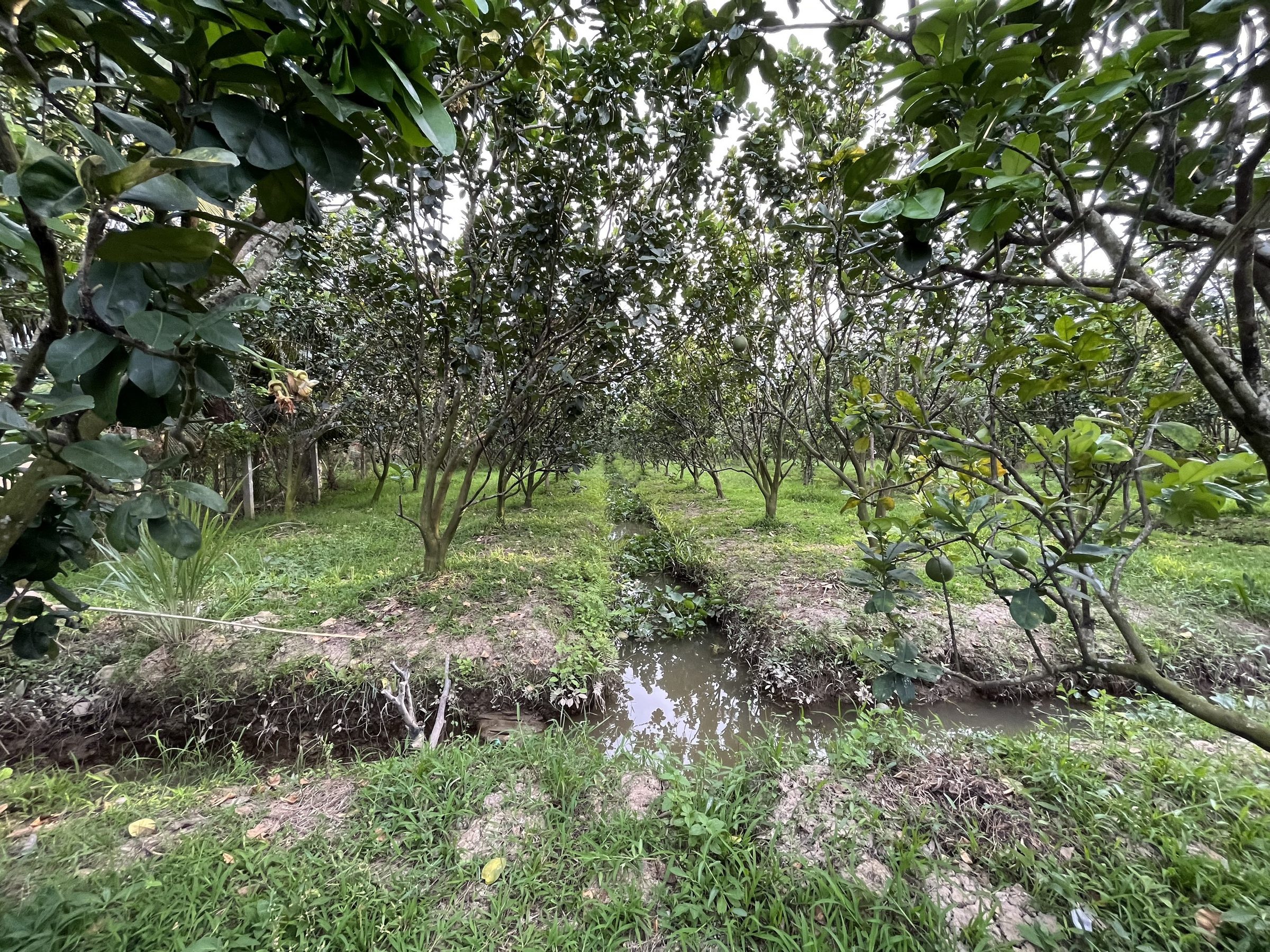 Bán đất 3.748m² đất vườn có sẵn 150m2 thổ cư ngang 14m (Nở hậu 28m) giá 9 tỷ tại Xã Phú Túc (Tường Đa cũ) / Thiện chí thương lượng