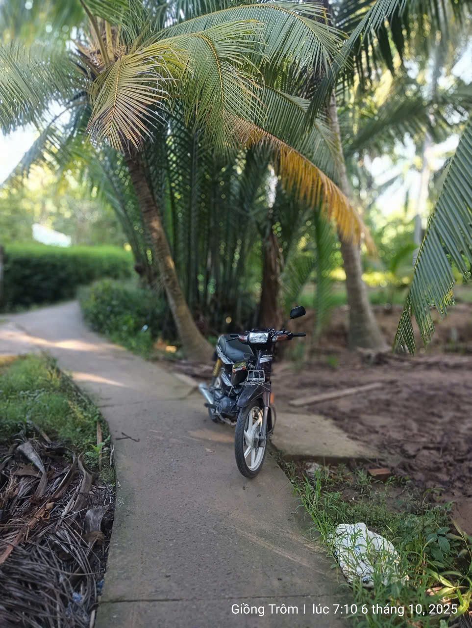 🌴 PHƯỚC LONG - VƯỜN DỪA ĐANG THU HOẠCH