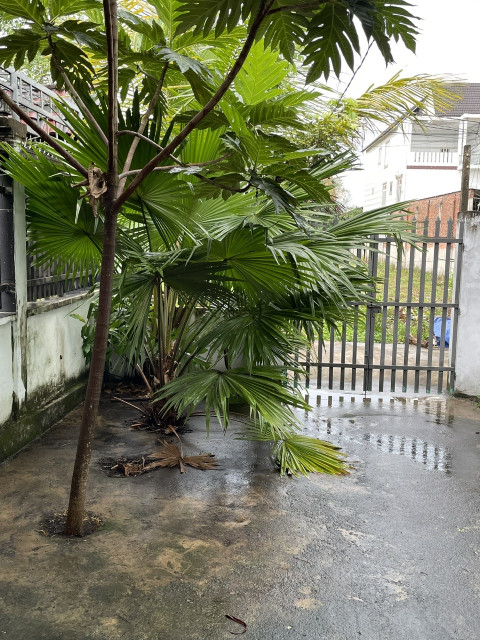 Kẹt tiền cần bán gấp bán nhà riêng sổ hồng riêng chính chủ, sang tên trong ngày