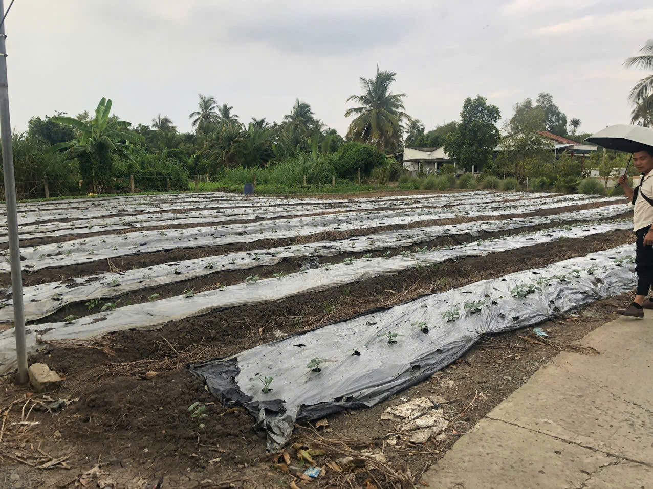Bán đất vuông đẹp Tân Trụ, Long An - sổ đỏ chính chủ
