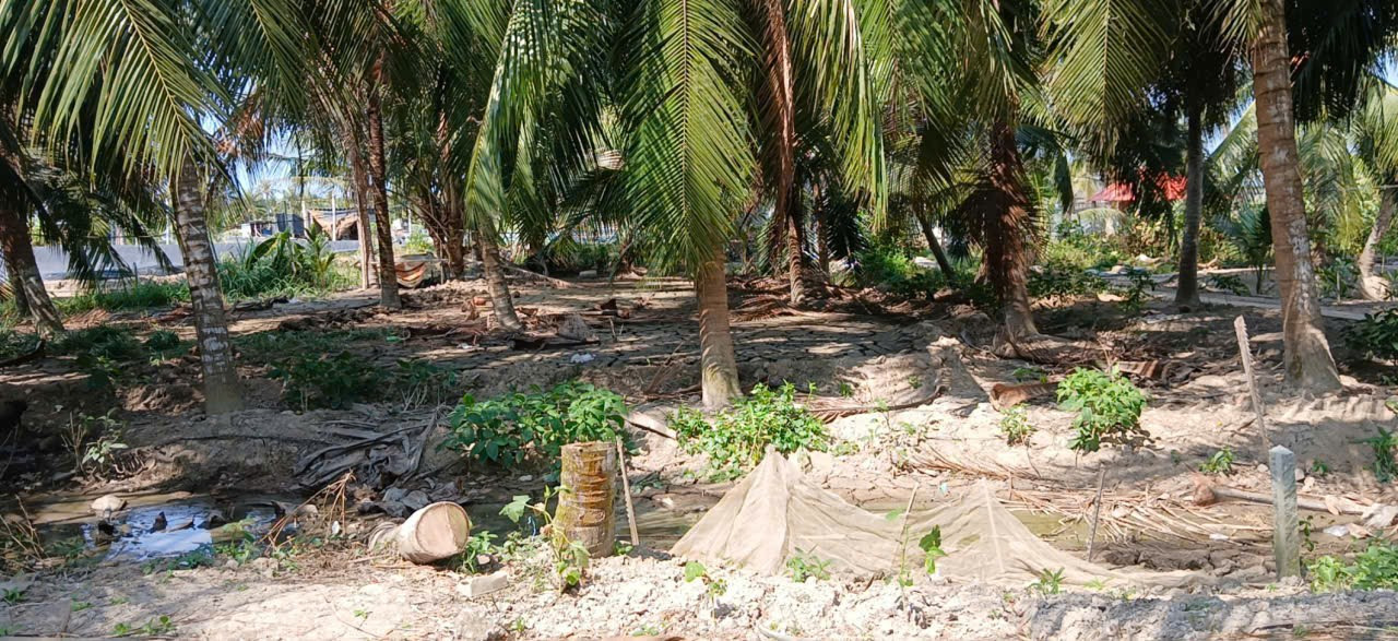 CẦN BÁN GẤP 1.000m² ĐẤT VƯỜN DỪA TẠI THẠNH PHÚ BẾN TRE