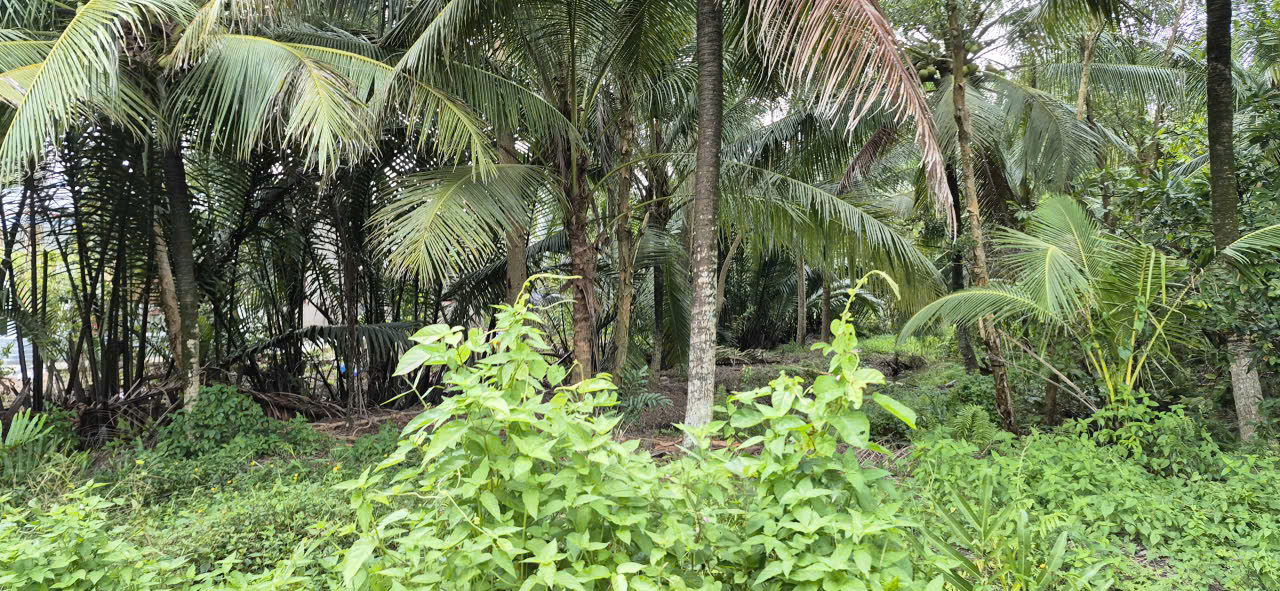 Bán đất vườn Quới Sơn, Châu Thành, Bến Tre ( nay là tỉnh Vĩnh Long mới)
