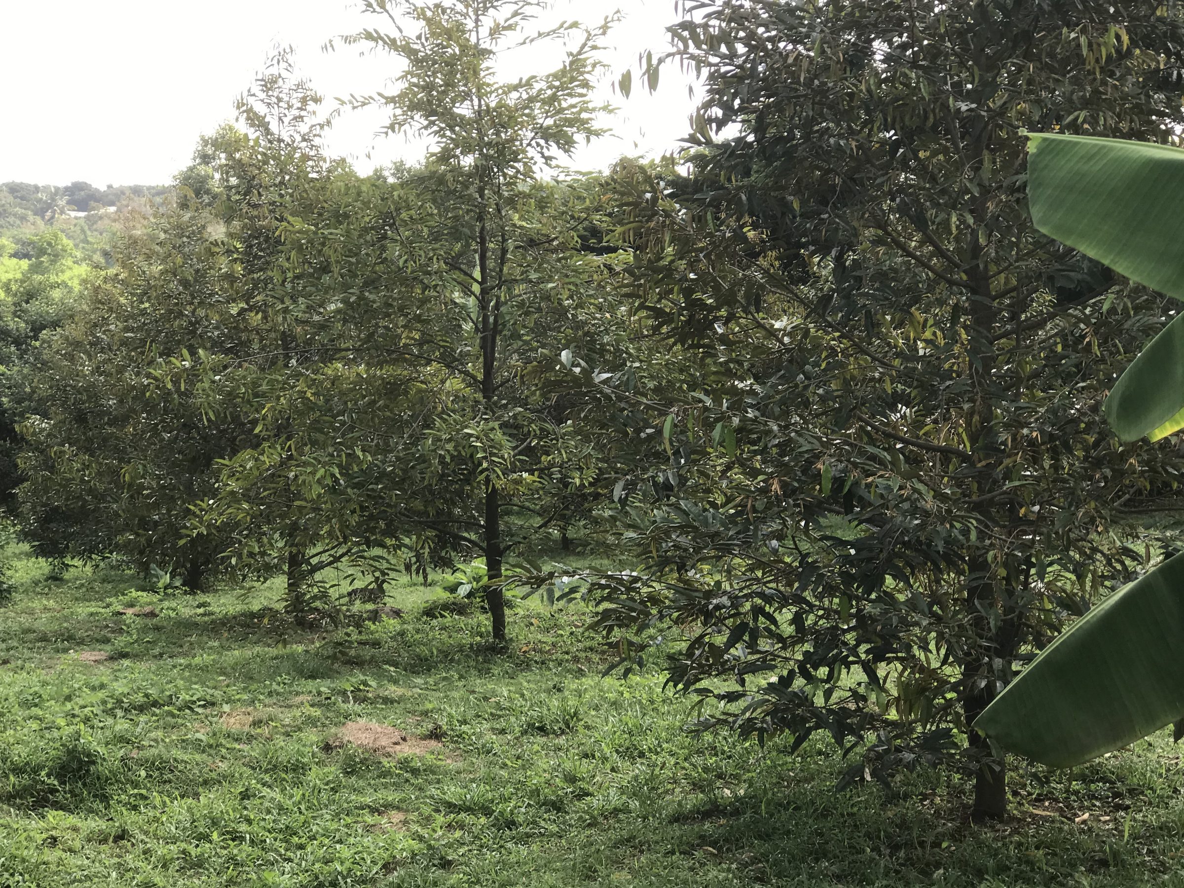 Về quê cần bán rẻ vườn sâu riêng view suối nghĩ dưỡng tại suôi tre - long khánh- đồng nai