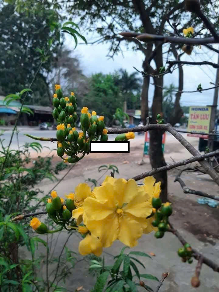 📌📌📌LÀM VIỆC TRỰC TIẾP GIÁ TỐT !!! Bán đất xã Tam Hải, Núi Thành, Quảng Nam
