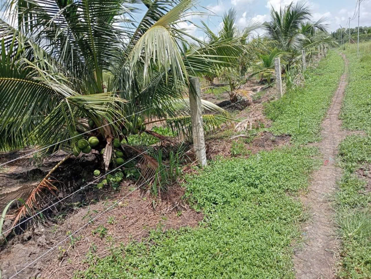 5công đất ấp 2,Tam Hiệp,Châu Thành,Tiền Giang.
