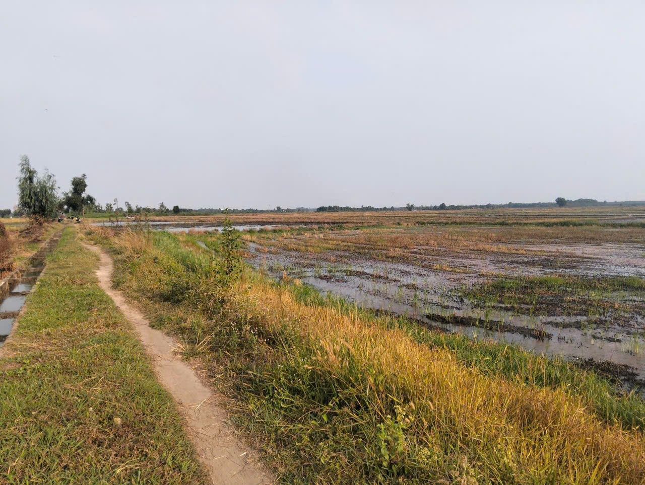 🌾 ĐẤT RUỘNG DIỆN TÍCH LỚN – GIÁ TỐT TÂN AN HỘI 🌾