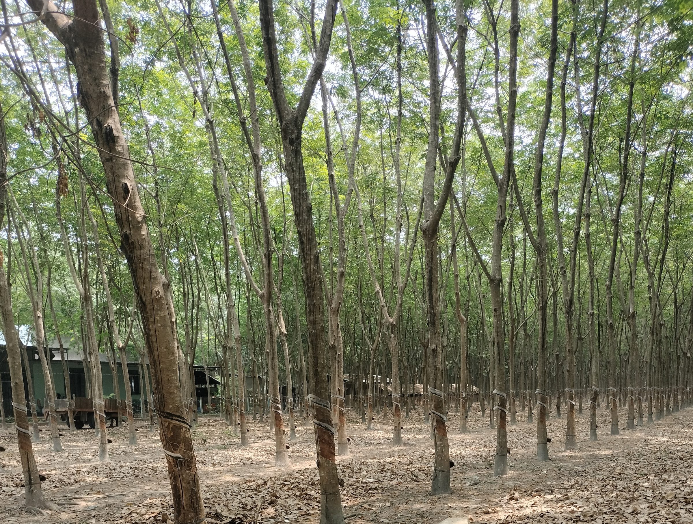 Bán đất 9456.2m² ngang 102m giá 3.8 tỷ tại Xã Tân Khai