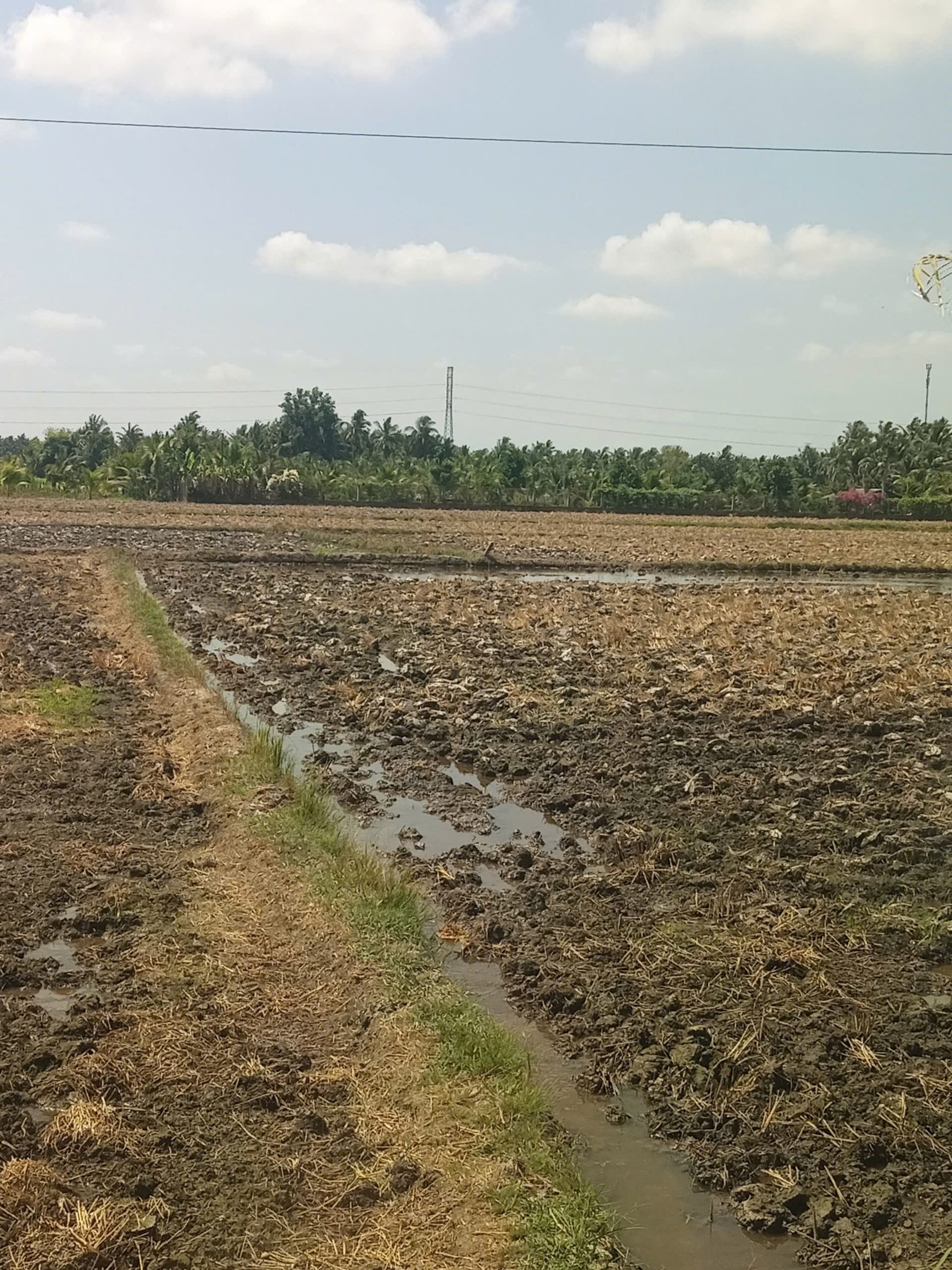 Bán lô 2 công đất ruộng đang canh tác, đường QL53 đi Trà Vinh, đường xe hơi dẫn vào miếu Bà Chúa Xứ. Giá bán 1.2 tỉ