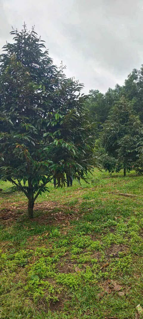 Cần tiền bán gấp vườn sầu riêng Bình Phước (Đồng Nai), 4000m2, thổ cư 100m2, 450tr