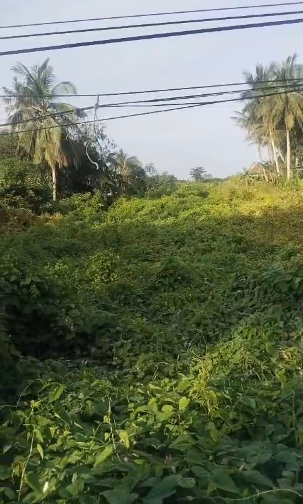 Đất mặt tiền lộ nhựa tân quới bình tân vĩnh long