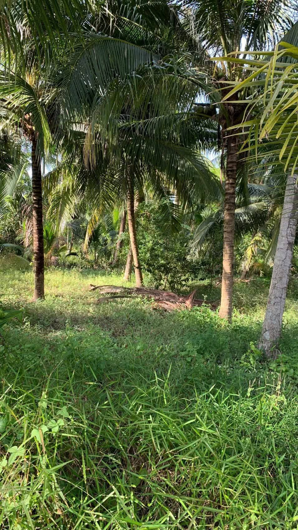 Đất vườn kinh Doanh mặt tiền sông thanh tân mỏ cày view sông hàm luôn  bến bãi giá tốt hợp lý