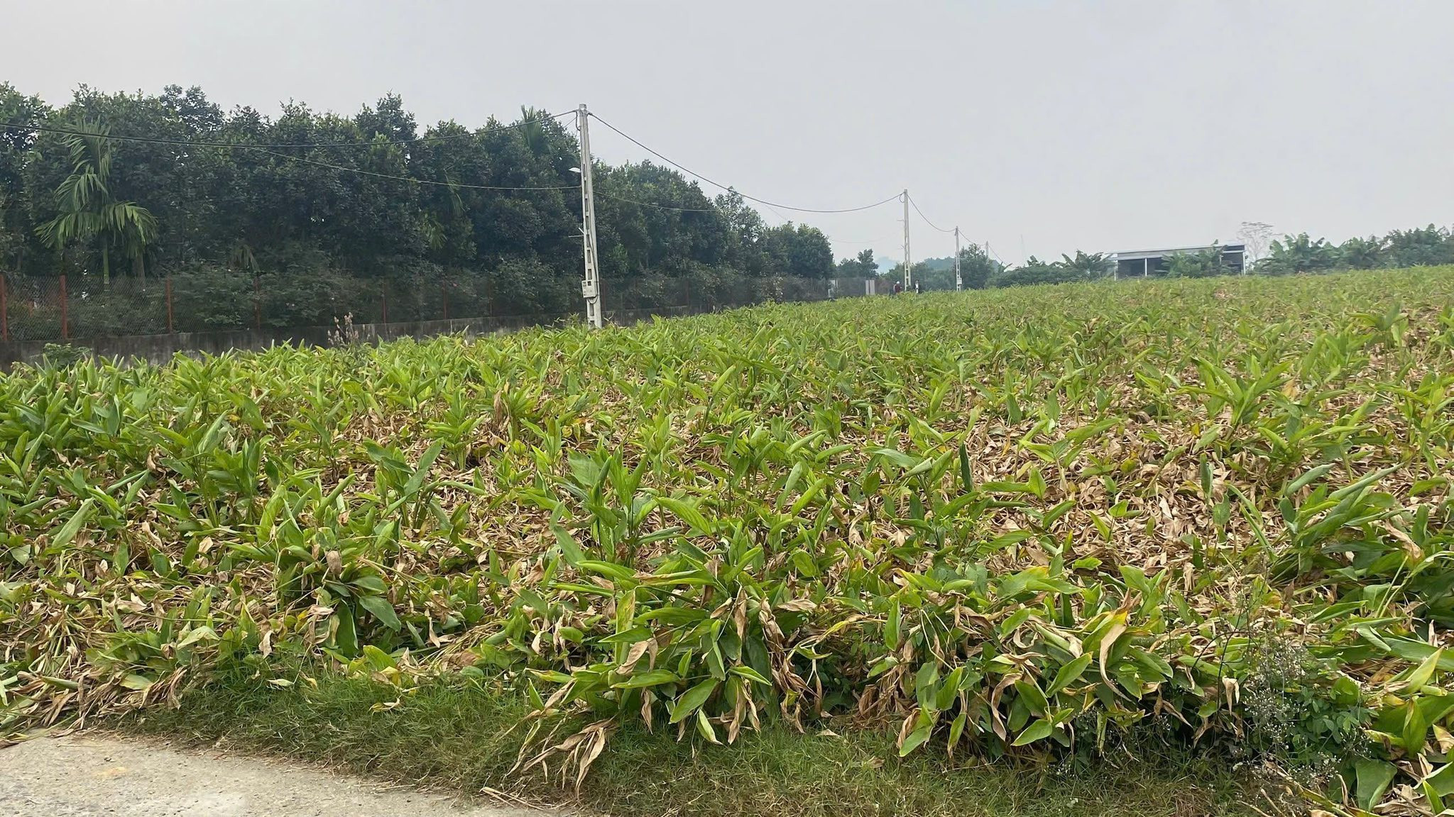 🌿 LÔ ĐẤT SINH THÁI ĐẸP TẠI THÀNH LẬP – ĐỒNG SƯƠNG, LƯƠNG SƠN 🌿