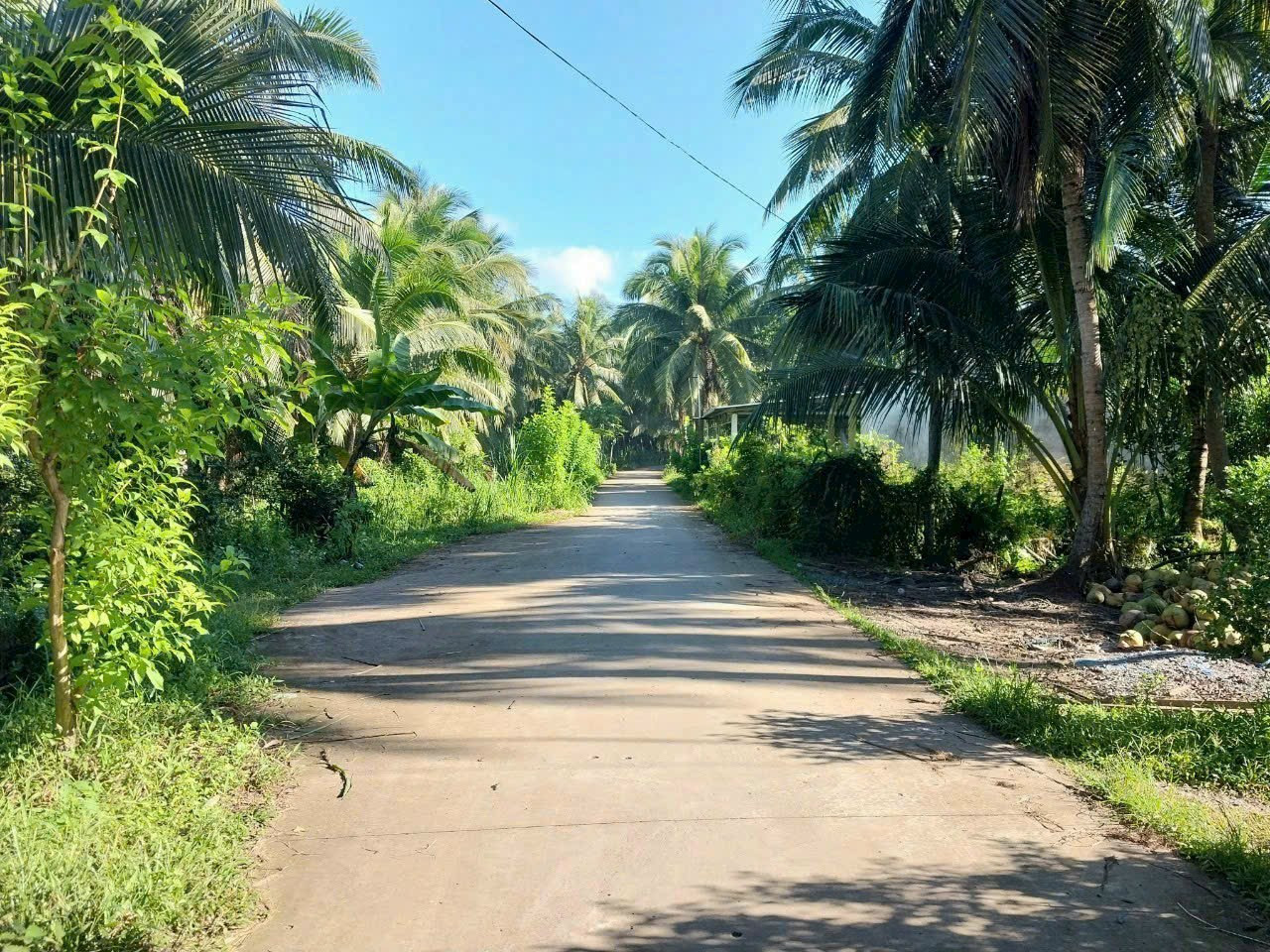 Bán đất vườn dừa đường bê tông 3 mét.