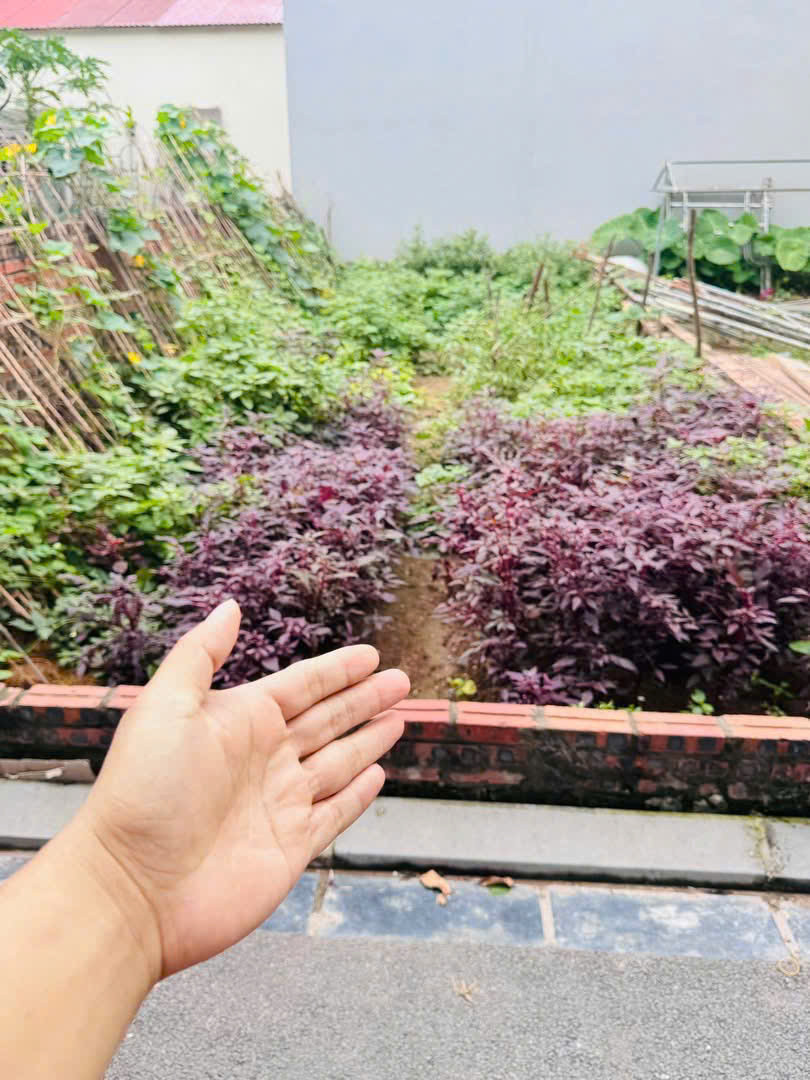 Bán đất Phúc Thọ Mai Lâm xã Đông Anh 42,5m2 đường 2,5m giá chỉ hơn 3 tỷ