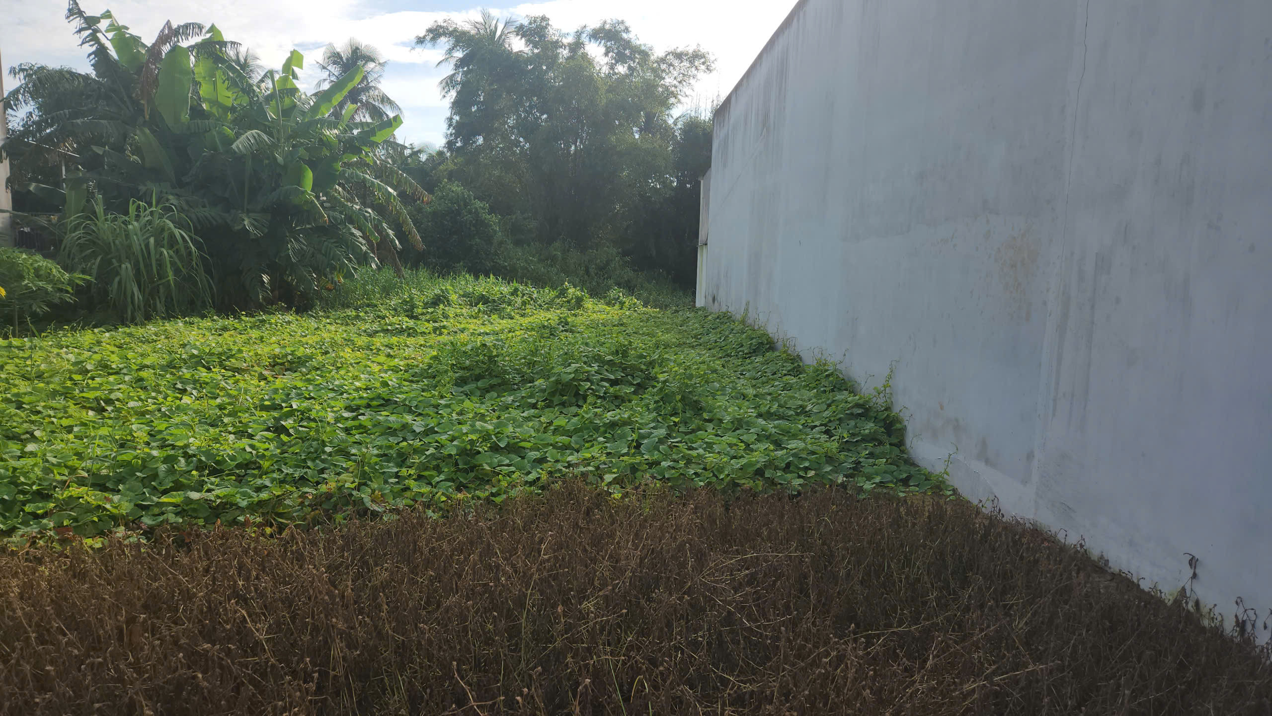 Bán đất 113m² ngang 5m giá 799 triệu Xã Thủ Thừa