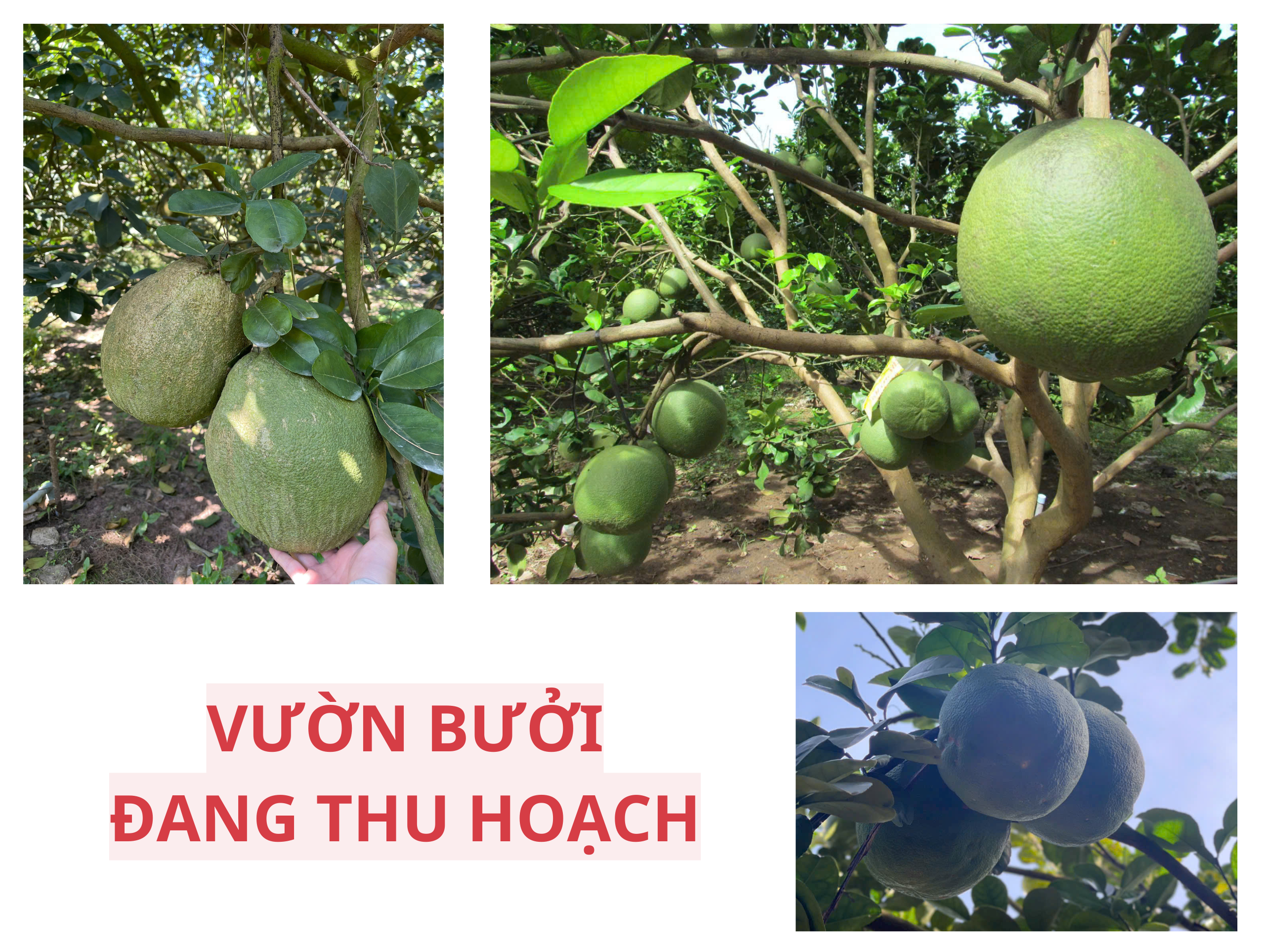Bán đất 251m² có sẵn 100m² thổ cư ngang 5m giá 930 triệu tại Xã Trừ Văn Thố