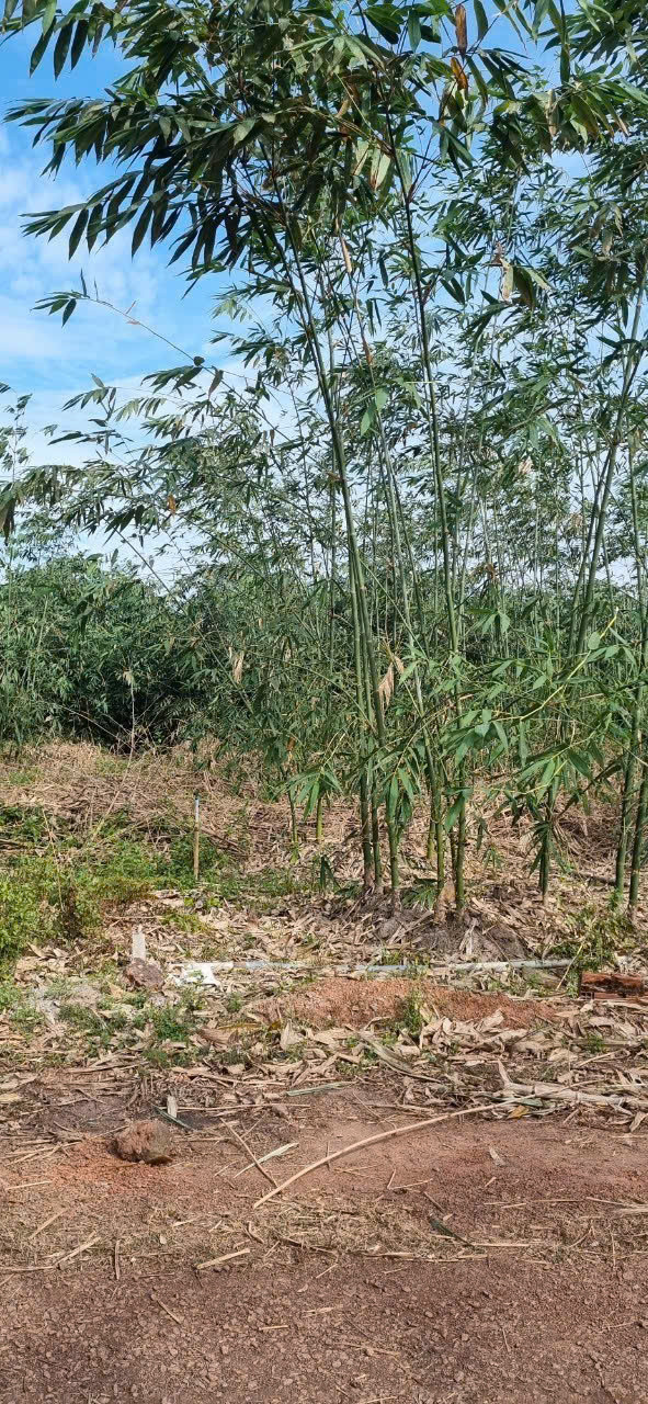 Bán Đất 154m2 có sẵn 154 m2 thổ cư giá 350 triệu tại - Chọn - Xã Trừ Văn Thố Huyện Bàu Bàng Bình Dương