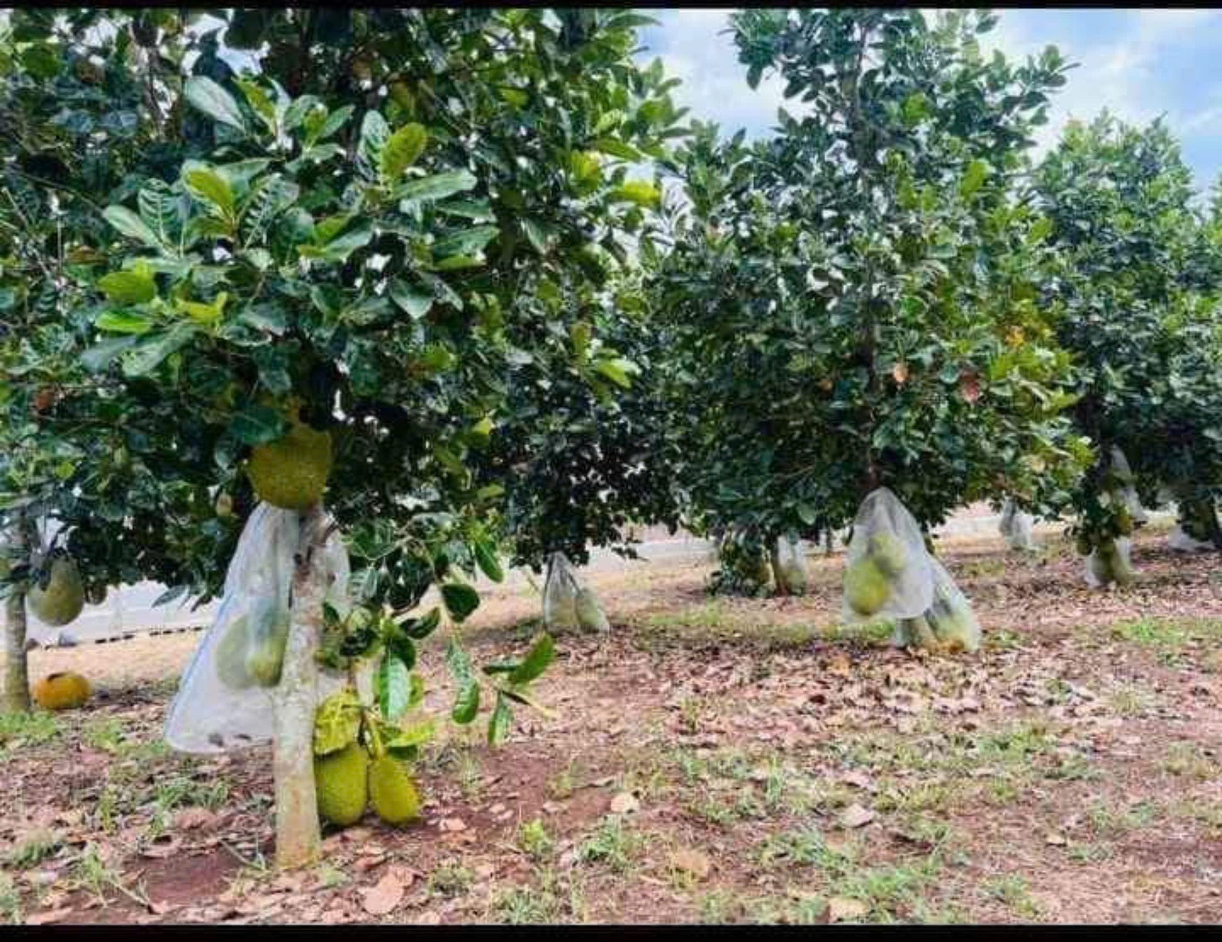 Bán lại mãnh vườn 2540m2 thổ cư shr mt đường lớn cạnh chợ dân đông giá 940 tr