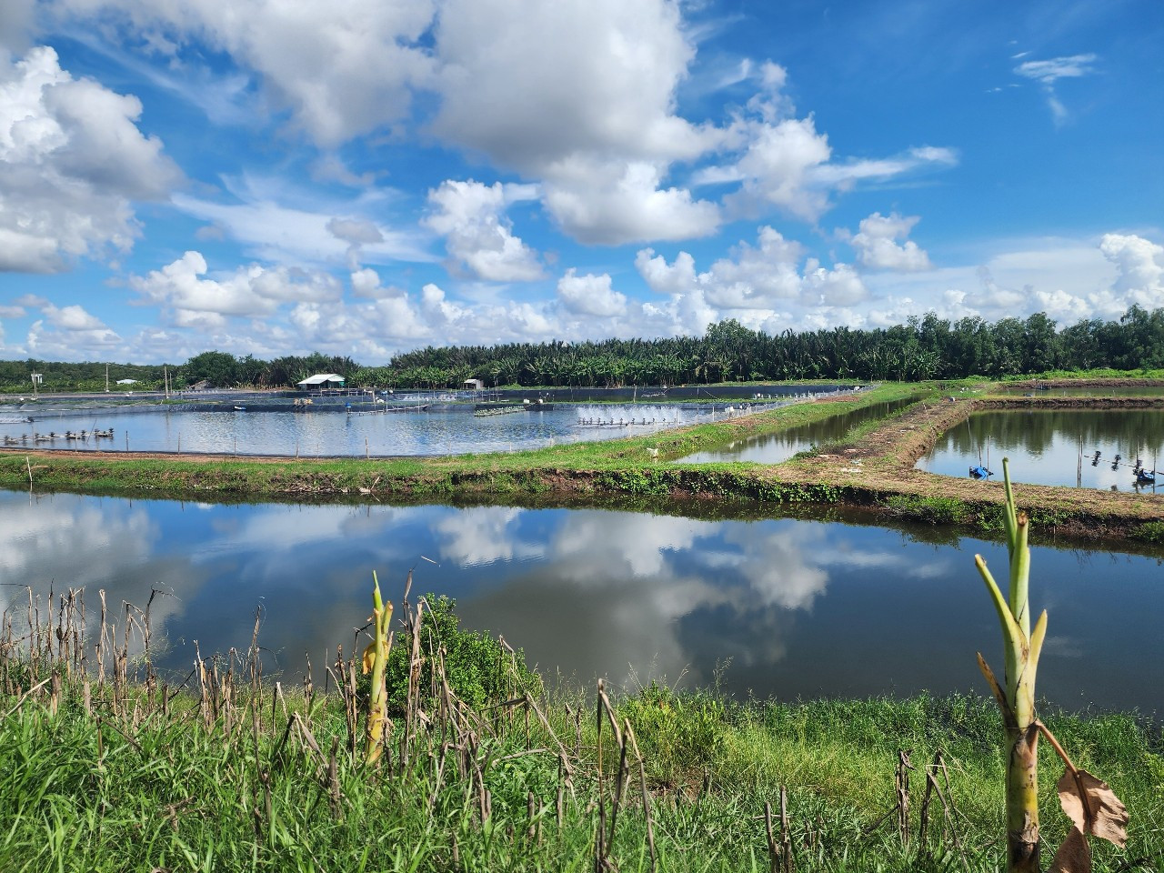 CẦN SANG LẠI 35.000M2 ĐẤT CÓ SẴN AO TÔM MT ĐƯỜNG 933C DÂN CƯ HIỆN HỮU GIÁ 250 TRIỆU/CÔNG