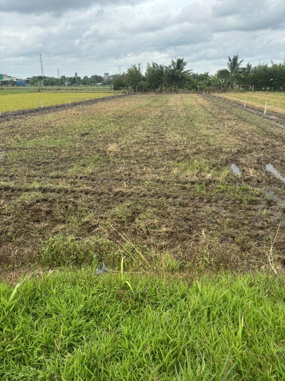 Bán Đất Củ Chi Mặt Tiền Nhựa Trung Lập Hạ, 20m x 71m Vuông Vắn, Giá Chỉ 5 Tỷ.