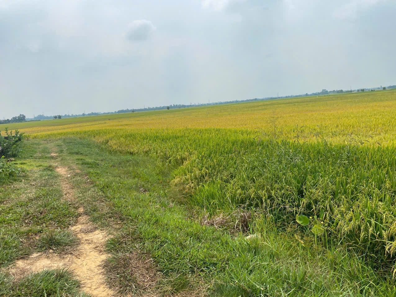 Lô đất full thổ cư, to và giá rẻ nhất khu vực Kiến Tường