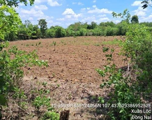 Bán đất vườn sổ riêng tại Xuân Trương, Xuân Lộc, Đồng Nai