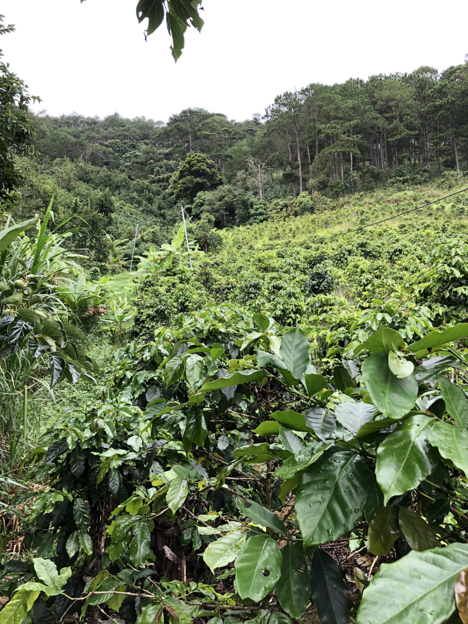 Bán  đất nông nghiệp 27000m² , giá 40.5 tỷ tại, Xã Xuân Trường, Thành phố Đà Lạt, Lâm Đồng