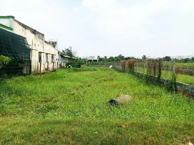 Bán đất thổ cư 784m² (11.5m x 64m), Nguyễn Thị Ngoạn, Trung Lập Thượng, Củ Chi, hướng Tây Bắc, 3.6 tỷ