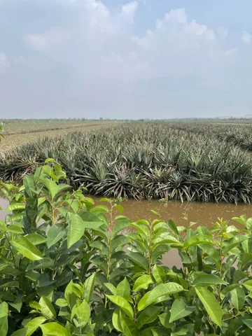 Bán đất 140000m² có sẵn 100m² thổ cư ngang 20m giá 1.5 tỷ tại Xã Tân Lập 1 Huyện Tân Phước