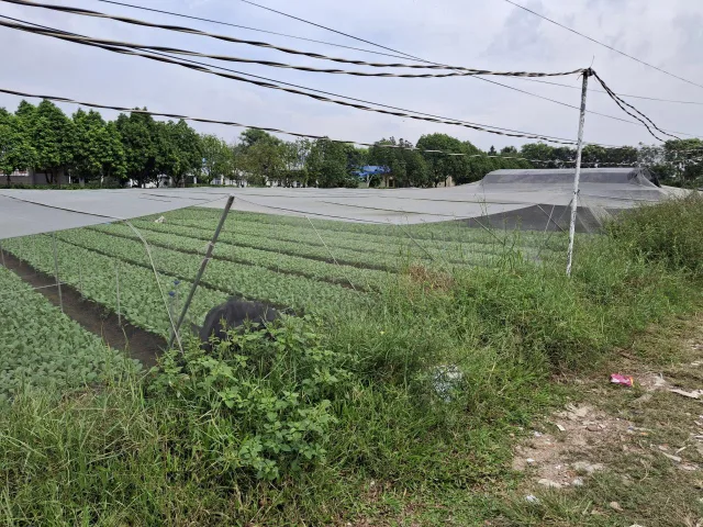 🔥 Rẻ! Đất 2.9tr/m² 0.5Ha – Xuân Thới Thượng 2 HM