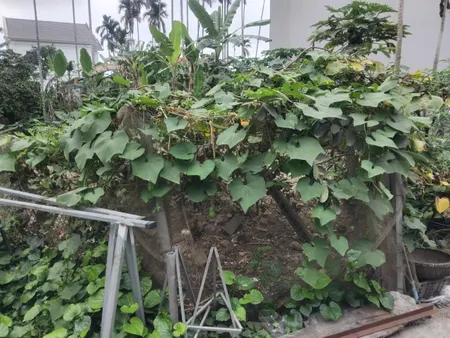 Chính chủ giá gốc 127m ngang 5 giá chỉ 1tỷ 7xx tại thôn chùa hoa động Thủy Nguyên lh ngay 0382341632 em liên