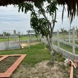 Bán đất Củ Chi, lô đất vườn 1 sẹc ngắn Võ Thị Thuộc, 1.110m2, xã Trung Lập Hạ.