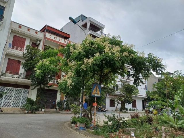 Bán 75m đất giãn dân dãy CL17 khu 4 đại phúc. Nhìn vườn hoa đẹp. Làn 2 đường trần quang khải. Phường võ cường bắc ninh
