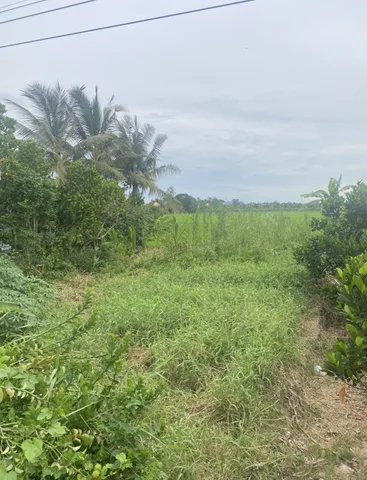 Bán đất 280m² ngang 10m tại Xã Mỹ Hòa Huyện Tháp Mười bờ kênh Tây ( kênh 9.000)