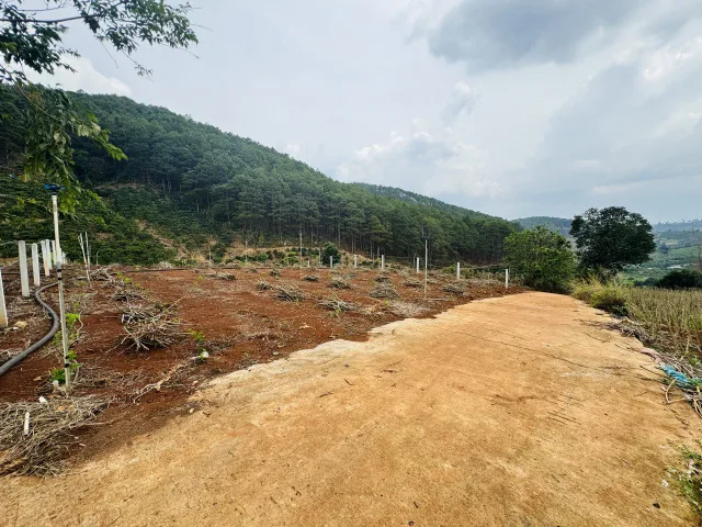 Đất ở thị trấn Nam Ban. Gần Thông, View Thông. Giá 1.045 tỷ/ 595m2. Sẵn 100m Thổ Cư