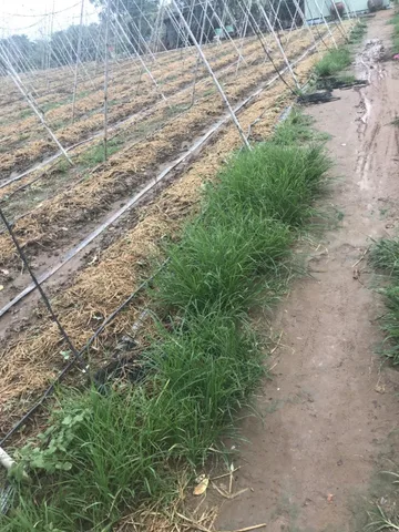 Đất thổ vườn 5.500m2 (80x72m ) gần biển gò công đông, tiền giang. sát ĐT864, 1tr/m2