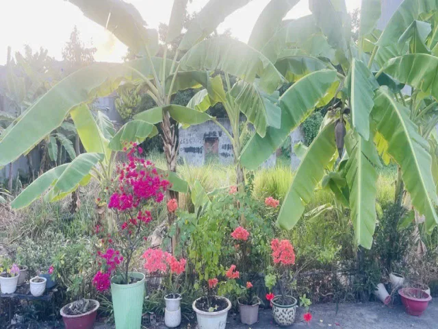 L973 ⭐️ Đất Vuông đẹp Xe tải tránh 107m2 – Thanh Xuân 25 Q12