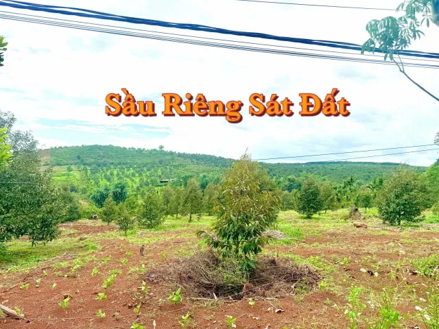 Bán đất 150m² giá 145 triệu Xã Tam Giang