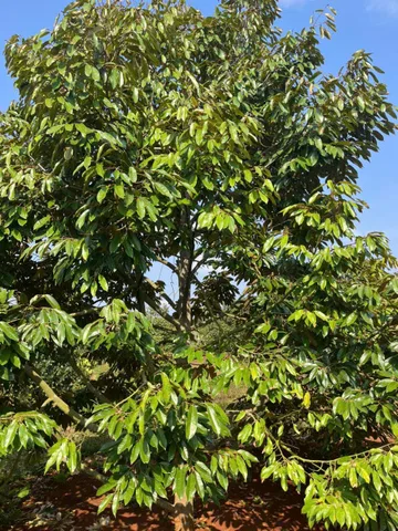 Bán đất 6804.8m² ngang 86m giá 9.5 tỷ Phường Buôn Hồ