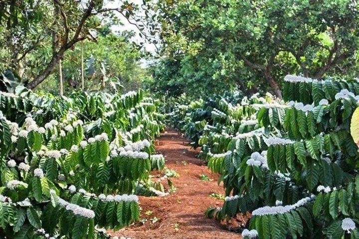 Bán đất 10.000m² ngang 50m giá 1.99 tỷ Xã Hòa Phú