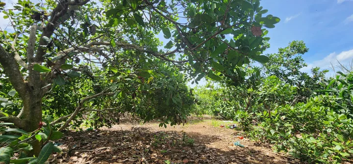Bán đất 8861.2m² ngang 40m giá 2.2 tỷ Xã Hòa Phú