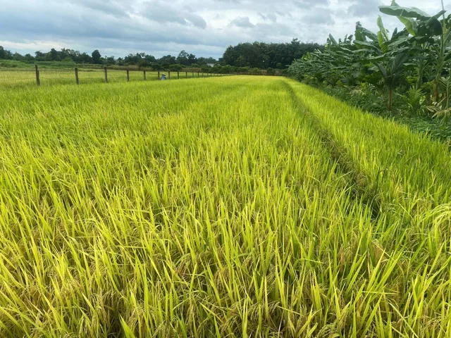 Bán đất 1076.5m² giá 255 triệu Xã Hòa Phú