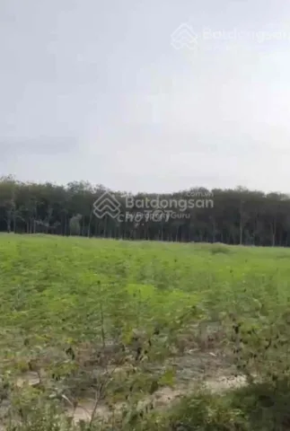 Chính chủ bán lô đất trồng cây lâu năm Long Nguyên Bàu Bàng