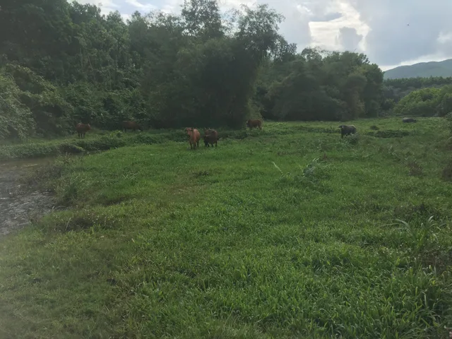 Bán đất làm trang trại du lịch, nhà vườn, farmstay tại Đà Nẵng