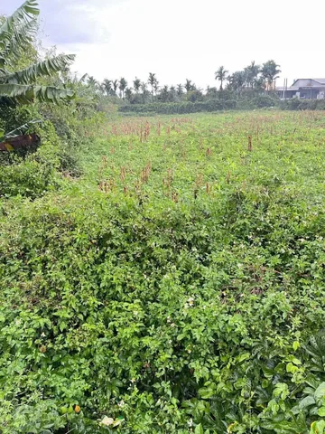 Bán đất 579.3m² giá 320 triệu Phường Cư Bao
