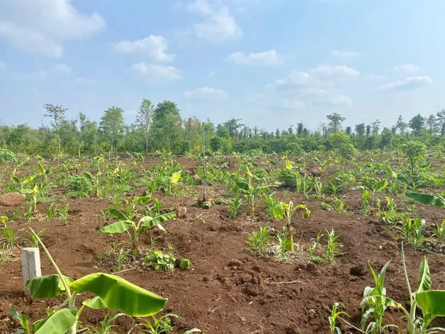 Bán đất 857.1m² ngang 36m giá 590 triệu Xã Hòa Phú